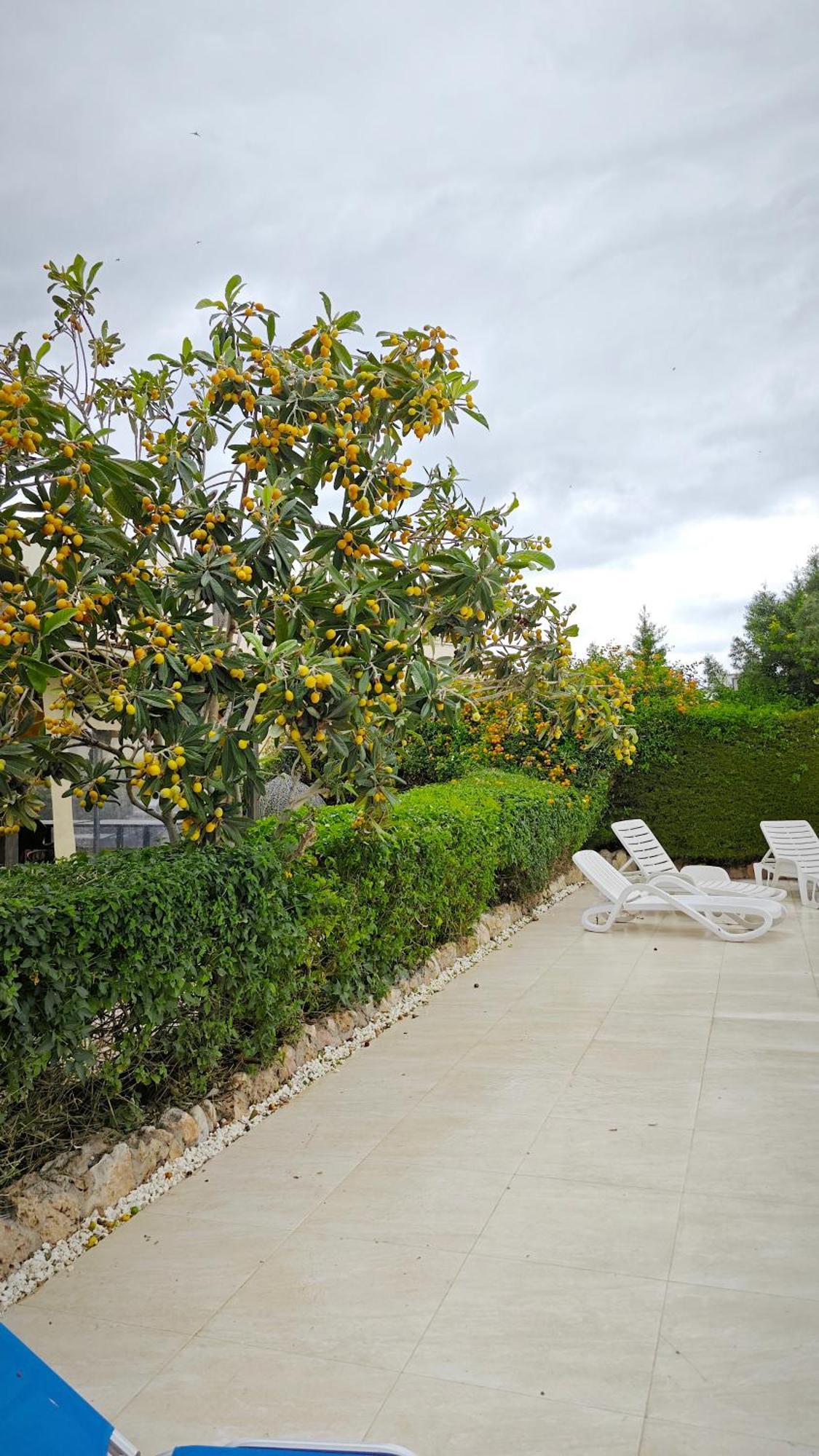 Byzantium Gardens -